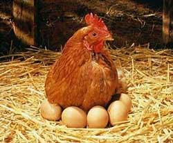tavuk-yumurtlamasi